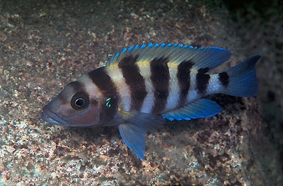 Neolamprologus sexfasciatus 'Tembwe (Deux)'